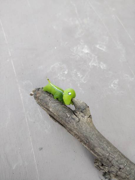 istock Daphnis nerii the oleander hawk moth or army green moth caterpillar order lepidoptera family sphingidae with black and blue eyes like spots on it and horn on the backside 1192110892