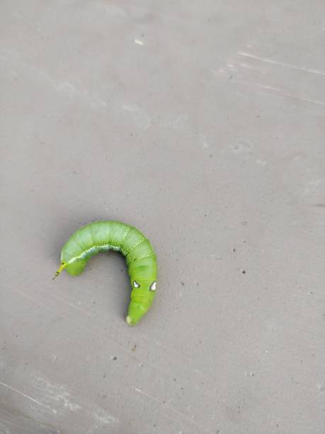 istock Daphnis nerii the oleander hawk moth or army green moth caterpillar order lepidoptera family sphingidae with black and blue eyes like spots on it and horn on the backside 1192110924