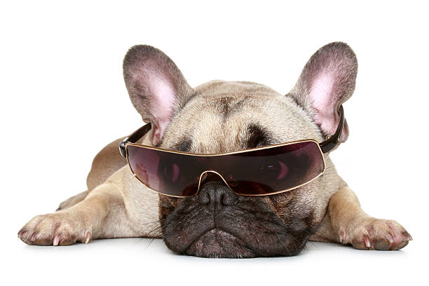 istock French bulldog in sunglasses 119211146