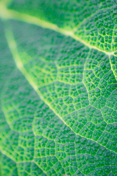 istock green burdock leaf closeup, macro photo for background. 1192111965