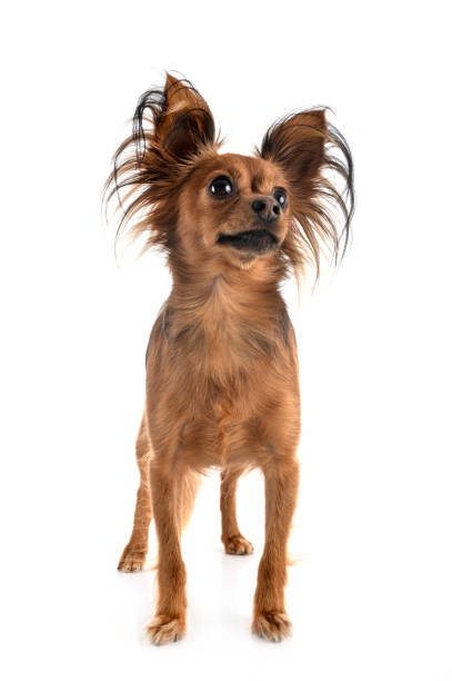 istock Russkiy Toy 1192112188