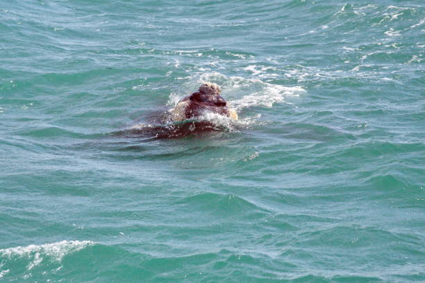 istock Head of a Southern right whale 1192112315