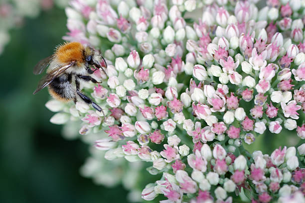 bumble bee em flor - foto de acervo