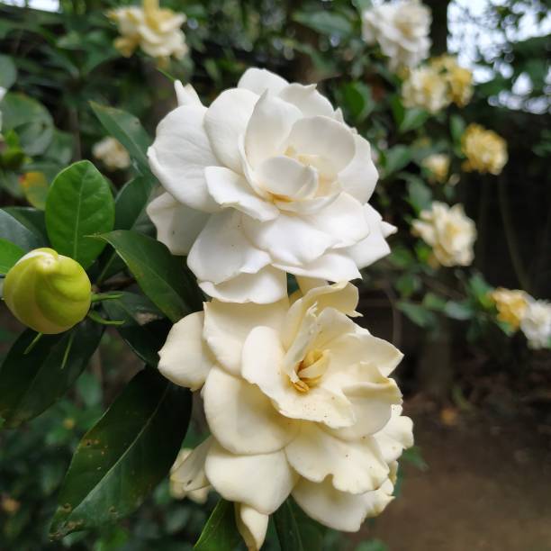 istock Flower blossom in the Garden 1192113517