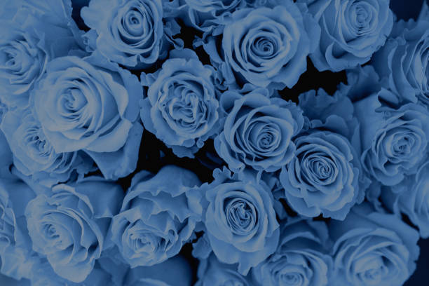 istock Bouquet of roses in a vase. 1192113824