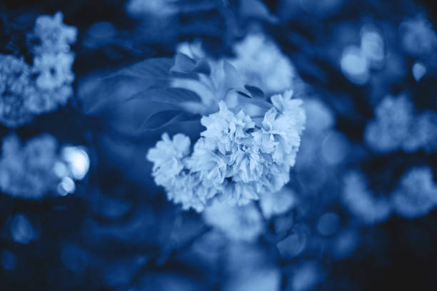 istock Background of blue color flowers. 1192113849
