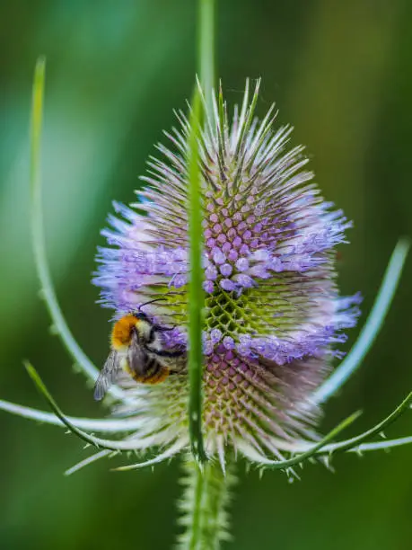 Close up of a solitary bee on a Dipsacus (teasel)