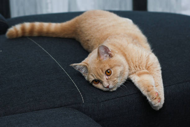 istock A cute tabby cat is relaxing and is very adorable. 1192116185