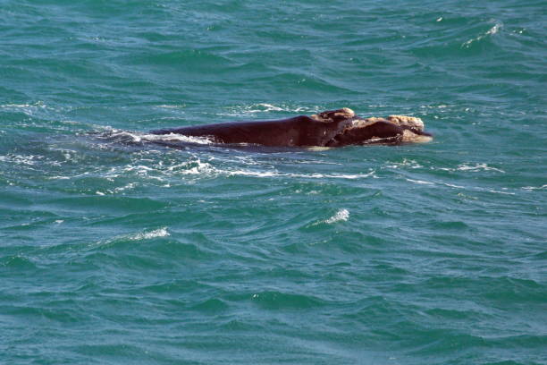 istock Head of a Southern right whale 1192116277