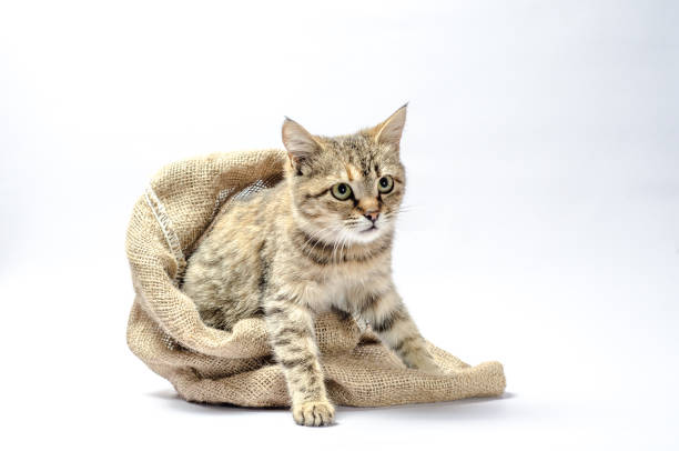istock disgruntled tabby cat gets out of the sack 1192116321