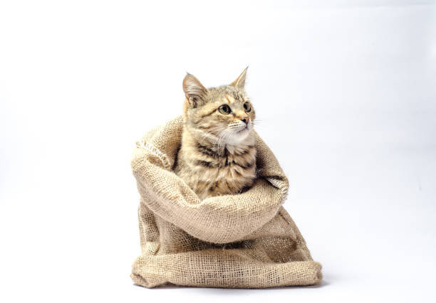 chaton tabby avec les yeux verts dans un sac sur le fond blanc regardent droit - harsh lighting photos photos et images de collection