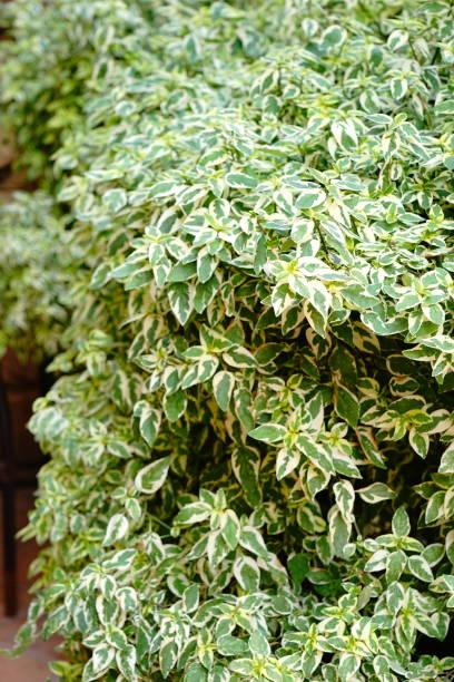 Wintercreeper Euonymus fortunei