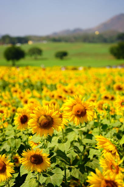istock Sunflower fell in sunshine 1192116936