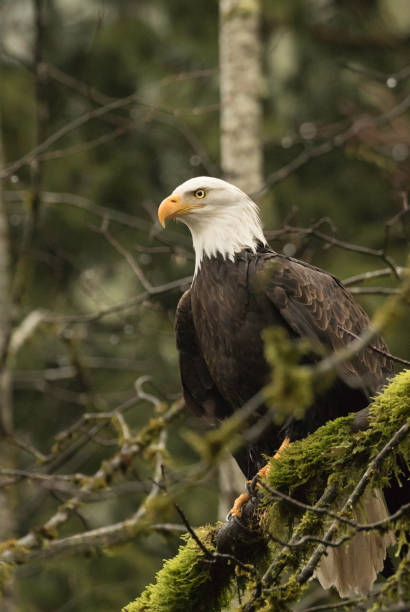 istock An American bald eagle perched on a branch scouting for food. 1192117569