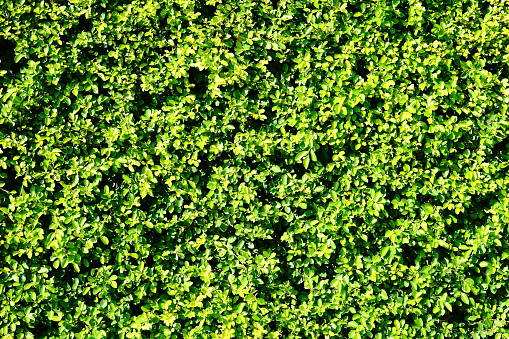 Green hedge wall