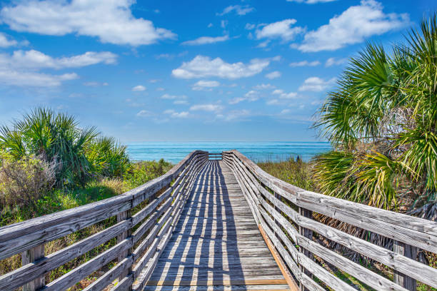 Wooden boardwalk to the beach surrounded by palm trees in Florida. Wooden footpath to the beach surrounded by palm trees. Barrier island on Gulf Coast. Honeymoon Island State Park, Florida, USA. florida stock pictures, royalty-free photos & images