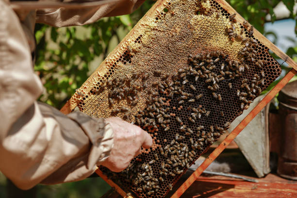 istock pumping honey with honeycombs with bees 1192117878