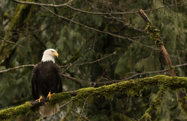 istock An American bald eagle sits on a moss covered branch searching for salmon. 1192117940