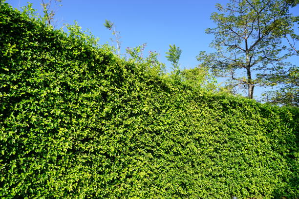 Background of small-leaf green plants