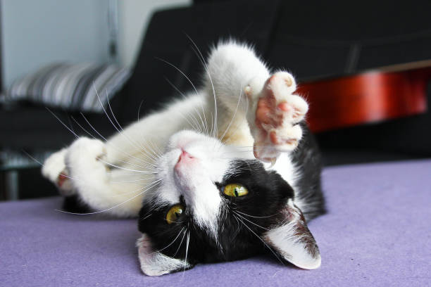 istock A cute kitty is lying on the sofa and playing with its paws. 1192118033