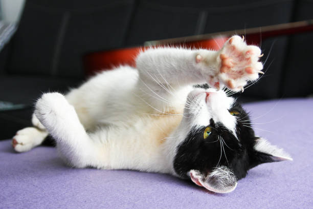 istock A cute kitty is lying on the sofa and playing with its paws. 1192118034