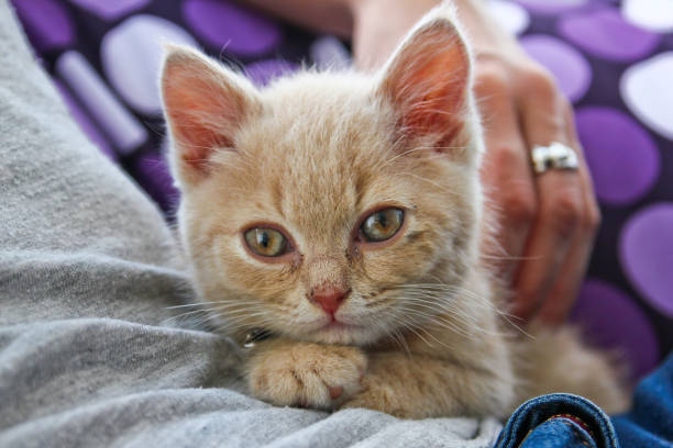 istock A cute kitten is sleeping and dreaming by his owner. 1192118064