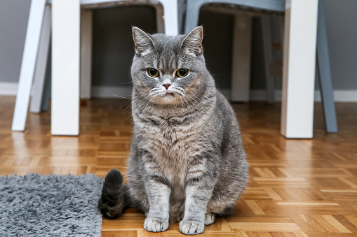 A british cat is sitting on the floor and looking a bit sceptic or grumpy.