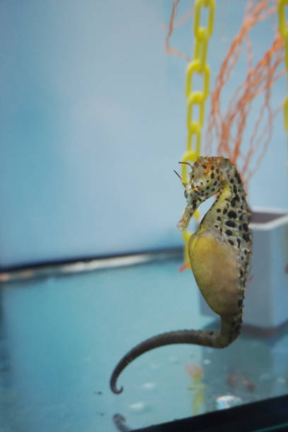 istock Sea horse in aquarium. 1192118400