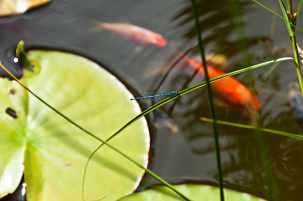 istock Garden pond with lily leaves, Kois and dragonfly 119211888