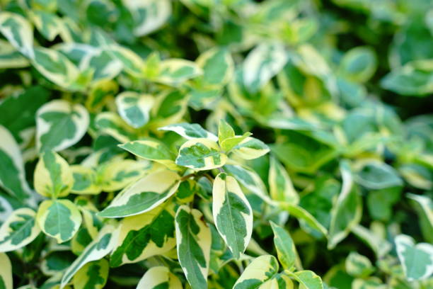 istock Polyscias leaves in garden 1192119525