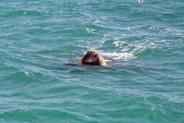 istock Head of a Southern right whale 1192120626
