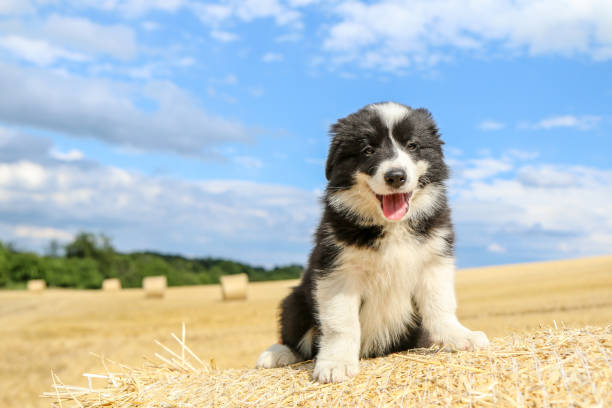 A cute puppy is posing on the hay bale and smiling