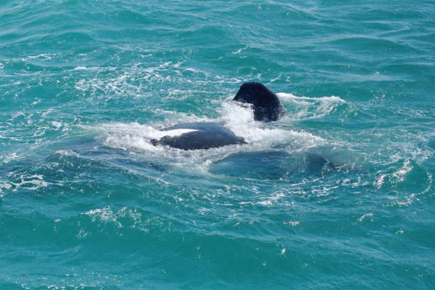 istock Fin of a Southern right whale 1192120785