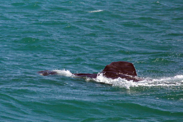 istock Fin of a Southern right whale 1192120920
