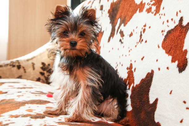 istock A cute young Yorkshire terrier girl 1192121033