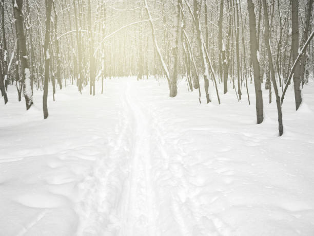 冬の雪の森、スキーコース、レジャーアクティビティ、スポーツ - rural scene russia ski track footpath ストックフォトと画像