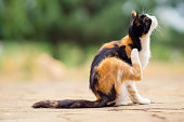 Tricolor cat paw scratches behind the ear. Fleas and ticks in domestic animals.