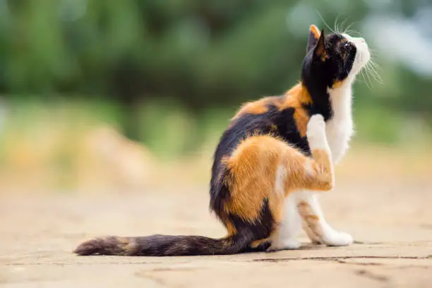 Tricolor cat paw scratches behind the ear. Fleas and ticks in domestic animals