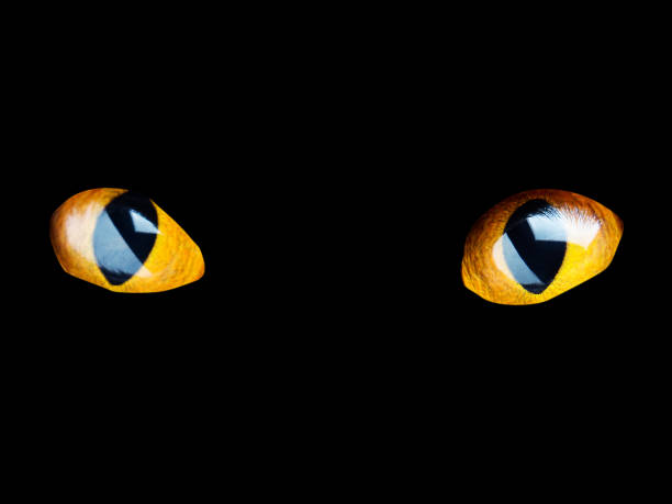 istock Orange cat eyes glow in the dark on a black background. 1192122968