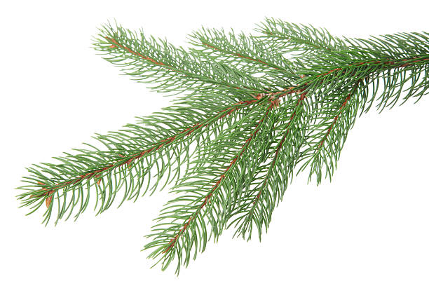 сосна филиал - noble fir стоковые фото и изображения