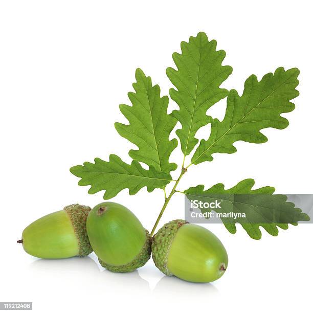 Bolota E Folha De Carvalho De Ramo - Fotografias de stock e mais imagens de Bolota - Bolota, Cor verde, Figura para recortar