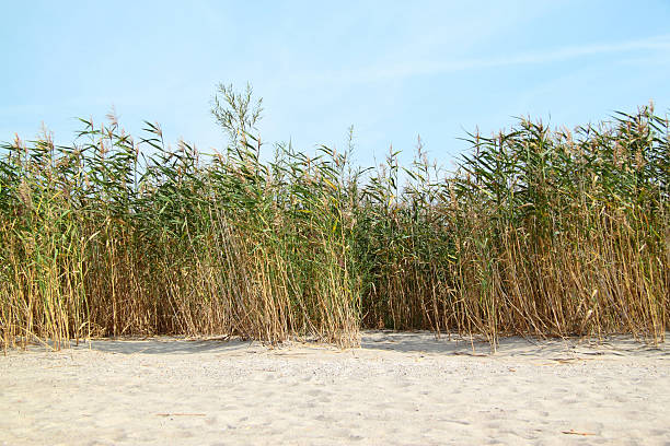istock cane, sand by the sea 119212419