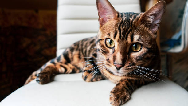 istock Beautiful young bengal cat with green eyes. 1192125323