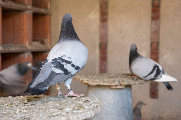 istock group of carrier pigeons 1192125529
