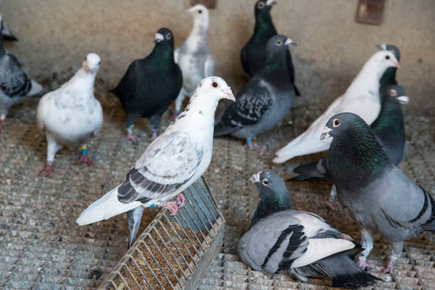 istock group of carrier pigeons 1192125535