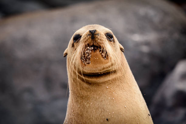 istock Galapagos Sea Lion (Zalophus wollebaeki) 1192125850