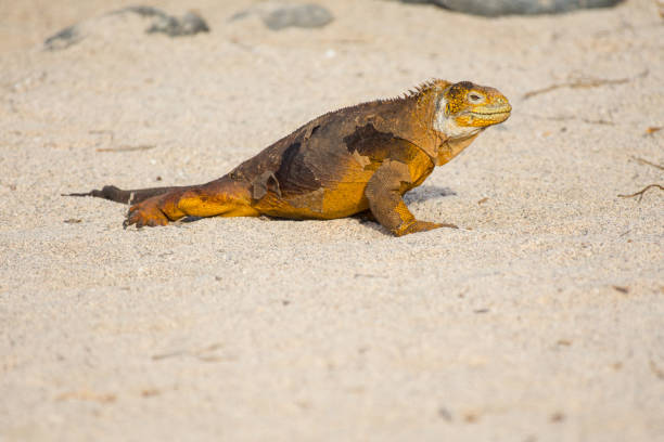 istock Land Iguana in the Galapagos Islands 1192125882