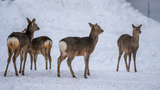 istock Holiday Photo 1192126444