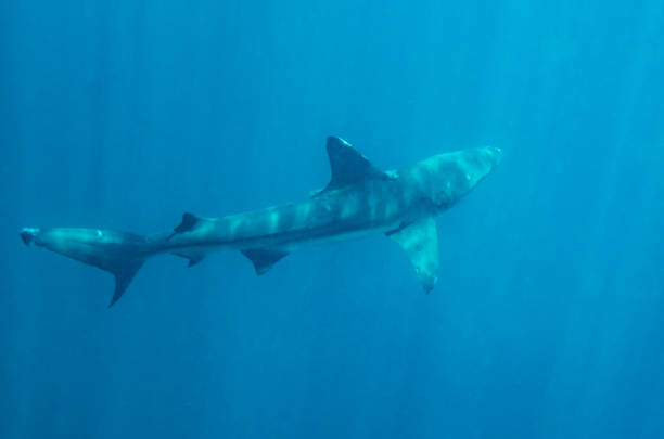 istock A shark swimming in the Pacific Ocean 1192126472