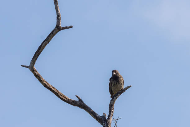 istock A Darwin finch perched in a tree 1192126494